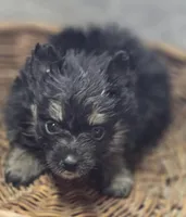 Black and silver Pomeranian Female , a female Pomeranian for sale in Avon, IL – Photo 2 of 4