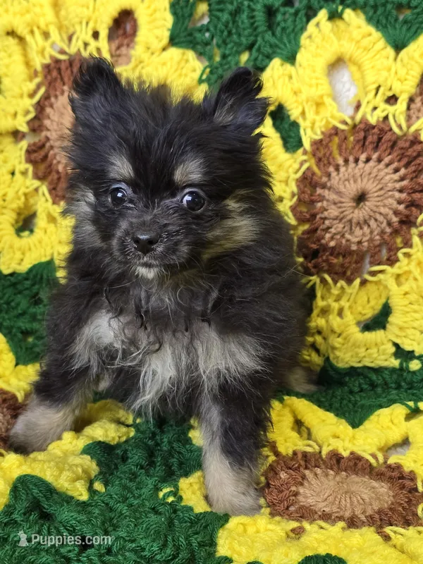 Black and silver Pomeranian Female  – Pomeranian puppy for sale in Avon, IL