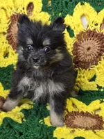 Black and gray Pomeranian Female , a female Pomeranian for sale in Avon, IL – Photo 1 of 7