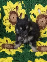 Black and gray Pomeranian Female , a female Pomeranian for sale in Avon, IL – Photo 3 of 7
