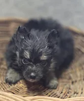 Black and silver Pomeranian Female , a female Pomeranian for sale in Avon, IL – Photo 3 of 4