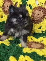 Black and gray Pomeranian Female , a female Pomeranian for sale in Avon, IL – Photo 4 of 7