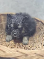 Black and silver Pomeranian Female , a female Pomeranian for sale in Avon, IL – Photo 4 of 4