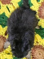 Black and gray Pomeranian Female , a female Pomeranian for sale in Avon, IL – Photo 5 of 7