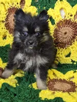 Black and gray Pomeranian Female , a female Pomeranian for sale in Avon, IL – Photo 2 of 7