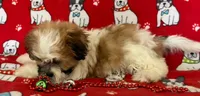 Sweet Teddy Bear Female , a female Bichon Frise and Shih Tzu for sale in Avon, IL – Photo 3 of 3