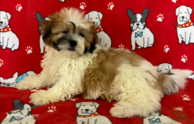 Sweet Teddy Bear Female  – Bichon Frise, Shih Tzu puppy for sale in Avon, IL