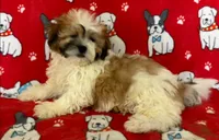 Sweet Teddy Bear Female , a female Bichon Frise and Shih Tzu for sale in Avon, IL – Photo 1 of 3