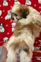 Sweet Teddy Bear Female , a female Bichon Frise and Shih Tzu for sale in Avon, IL – Photo 2 of 3