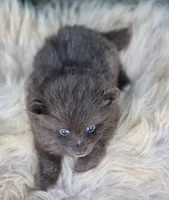 Chocolate Pomeranian Male , a male Pomeranian for sale in Avon, IL – 2 of 4