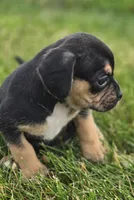 Puggle Female , a female Puggle for sale in Avon, IL – 3 of 6