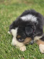 Mini Aussie  Female 2, a female Miniature Australian Shepherd for sale in Avon, IL – 2 of 5