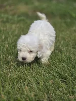 Bichon Frise Male 4, a male Bichon Frise for sale in Avon, IL – 4 of 4