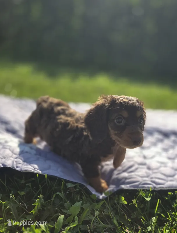 Longhaired Chocolate and Tan Female  – Miniature Dachshund puppy for sale in Avon, IL