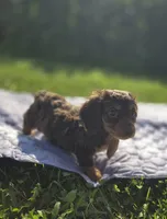 Longhaired Chocolate and Tan Female , a female Miniature Dachshund for sale in Avon, IL – 1 of 5