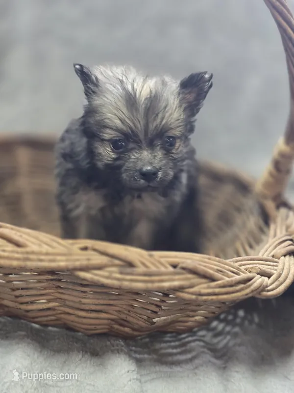 Pomeranian Female 1 – Pomeranian puppy for sale in Avon, IL