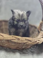 Pomeranian Female 1, a female Pomeranian for sale in Avon, IL – Photo 1 of 4