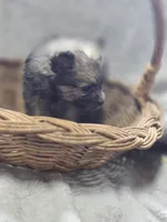 Pomeranian Female 1, a female Pomeranian for sale in Avon, IL – Photo 3 of 4