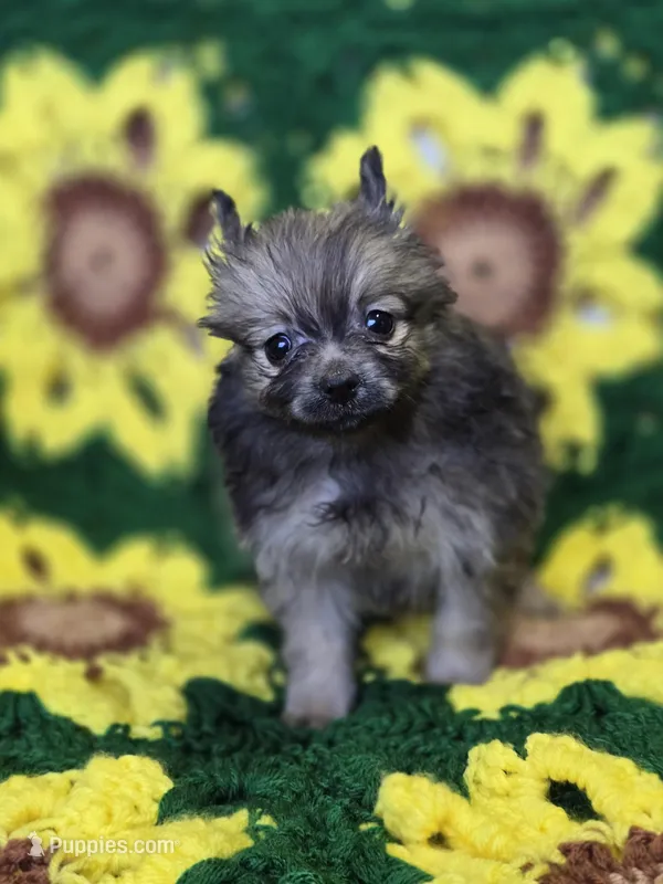 Pomeranian Female 1 – Pomeranian puppy for sale in Avon, IL