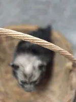 Pomeranian Female 1, a female Pomeranian for sale in Avon, IL – Photo 2 of 4