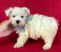 Male Westie, a male West Highland White Terrier for sale in Avon, IL – 2 of 2