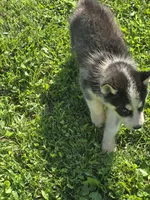 Husky Black and white Male , a male Siberian Husky for sale in Avon, IL – 2 of 4