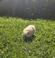 White Female Pomeranian , a female Pomeranian for sale in Avon, IL – 6 of 7