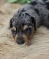 Longhaired Silver Dapple Male , a male Miniature Dachshund for sale in Avon, IL – 2 of 5