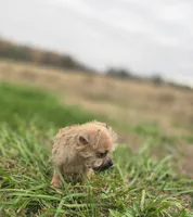 Male Cairn Terrier 3, a male Cairn Terrier for sale in Avon, IL – 4 of 5