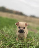 Male Cairn Terrier 3, a male Cairn Terrier for sale in Avon, IL – 3 of 5