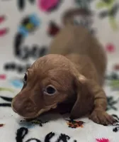 Daniel , a female Miniature Dachshund for sale in Avon, IL – Photo 4 of 7