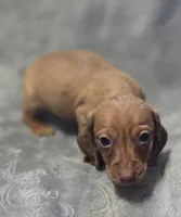 Daniel , a female Miniature Dachshund for sale in Avon, IL – Photo 6 of 7