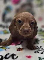 Daniel , a female Miniature Dachshund for sale in Avon, IL – Photo 1 of 7