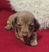 Daniel , a female Miniature Dachshund for sale in Avon, IL – Photo 5 of 7