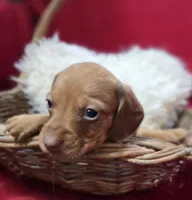 Daniel , a female Miniature Dachshund for sale in Avon, IL – Photo 3 of 7