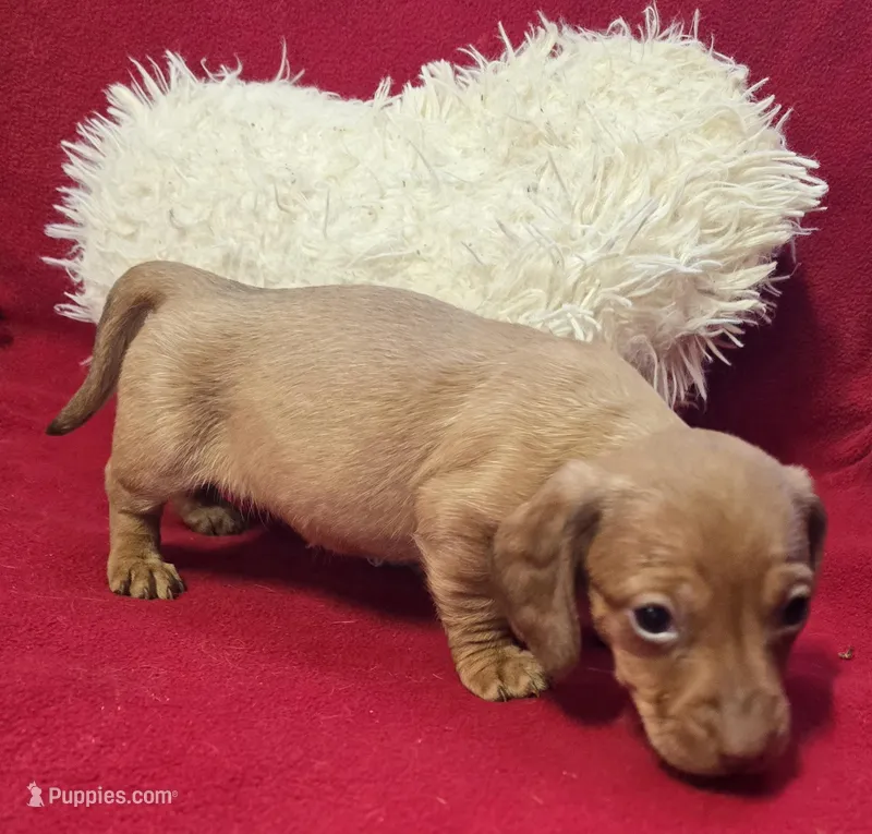 Daniel  – Miniature Dachshund puppy for sale in Avon, IL