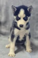 Siberian Husky Female 3, a female Siberian Husky for sale in Avon, IL – Photo 1 of 3