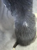 Siberian Husky Female 3, a female Siberian Husky for sale in Avon, IL – Photo 3 of 3