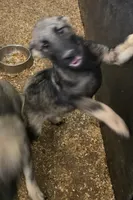 Elkhound Male , a male Norwegian Elkhound for sale in Avon, IL – 4 of 6