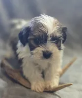 Male Teddy Bear , a male Bichon Frise and Shih Tzu for sale in Avon, IL – Photo 4 of 6