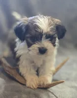 Male Teddy Bear , a male Bichon Frise and Shih Tzu for sale in Avon, IL – Photo 1 of 6