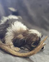 Male Teddy Bear , a male Bichon Frise and Shih Tzu for sale in Avon, IL – Photo 5 of 6