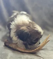 Male Teddy Bear , a male Bichon Frise and Shih Tzu for sale in Avon, IL – Photo 2 of 6