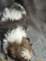 Male Teddy Bear , a male Bichon Frise and Shih Tzu for sale in Avon, IL – Photo 6 of 6