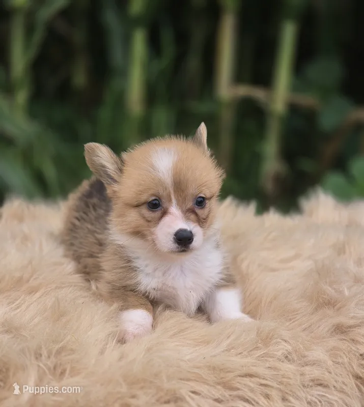 Female 1 Corgi – Pembroke Welsh Corgi puppy for sale in Avon, IL