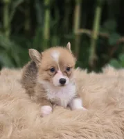 Female 1 Corgi, a female Pembroke Welsh Corgi for sale in Avon, IL – 1 of 5