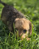 Female Miniature Dachshund , a female Miniature Dachshund for sale in Avon, IL – 3 of 5