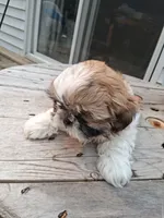 Pup, a male Shih Tzu for sale in Belding, MI – 2 of 2