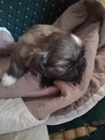 Puppy 2, a male Shih Tzu for sale in Belding, MI – 2 of 3