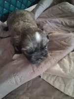 Puppy 2, a male Shih Tzu for sale in Belding, MI – 3 of 3